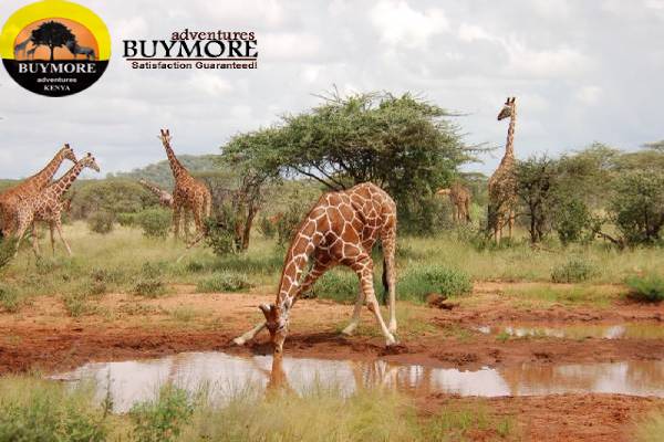budget masaimara safari