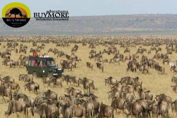 masaimara migration safari