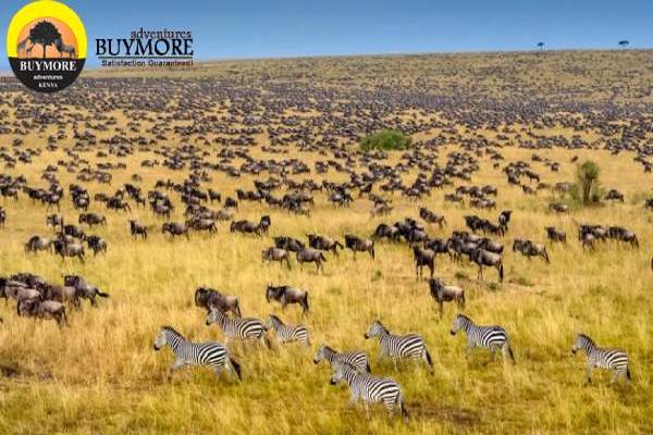 masaimara safaris