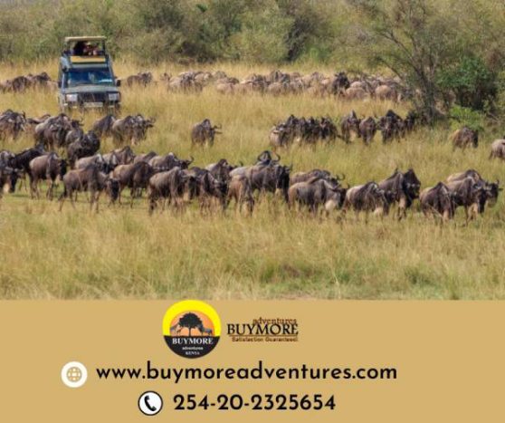 masai mara budget safari